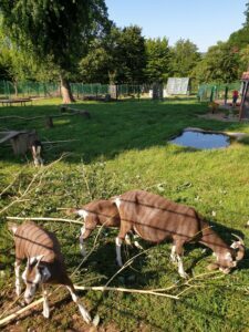 Bild Tiergehege Merzig mit Tieren