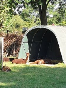 Bild Tiergehege Merzig mit Tieren und Unterstand