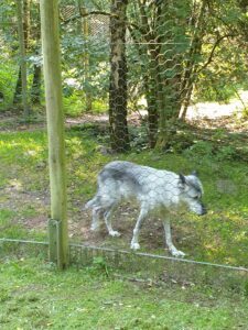 Bild Wolf im Wolfspark Merzig