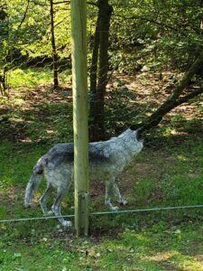 Bild Wolf im Wolfspark Merzig